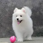 精品萨摩耶幼犬售-健康纯种包养活-爱宝品质值得信耐