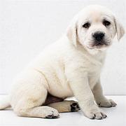 洛阳拉布拉多犬舍基地常年出售纯种拉布拉多双血拉布拉多幼犬