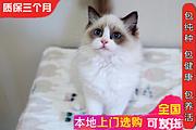 哪里有布偶猫出售的 布偶猫价格贵吗 包纯种包健康