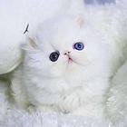 哪里有波斯猫卖的 波斯猫猫价格 波斯猫寿命