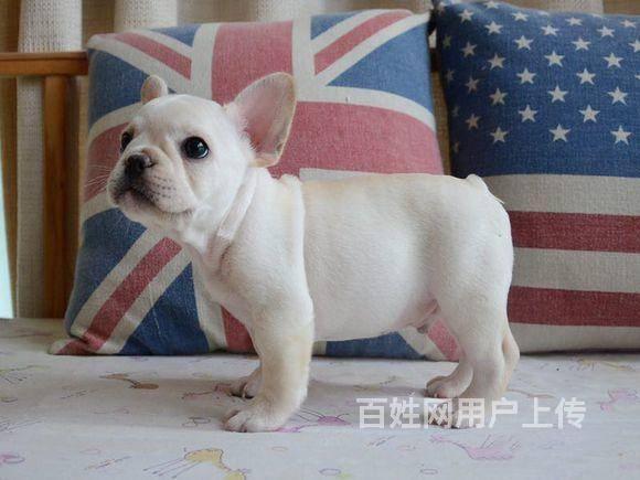 纯种法牛犬价格 奶油色法牛 北京法斗犬出售
