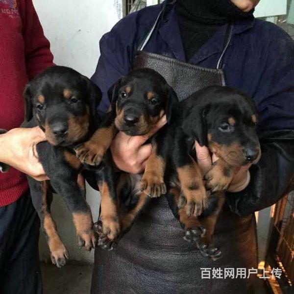 钦州有什么靠谱的杜宾犬舍推荐吗的图片