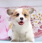 通辽纯种柯基价位 知名柯基犬舍