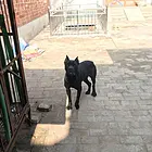 出售纯黑色卡斯罗大母一只，小母一只