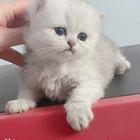 银渐层小可爱