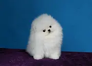 小体博美幼犬 纯种博美犬 茶杯犬俊介狗狗
