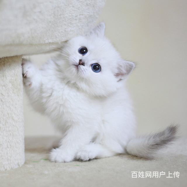 雅安哪里有卖纯种英短的猫场基地，本地英短价格的图片