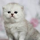 大连纯种金吉拉猫舍 正规猫舍家庭式繁育