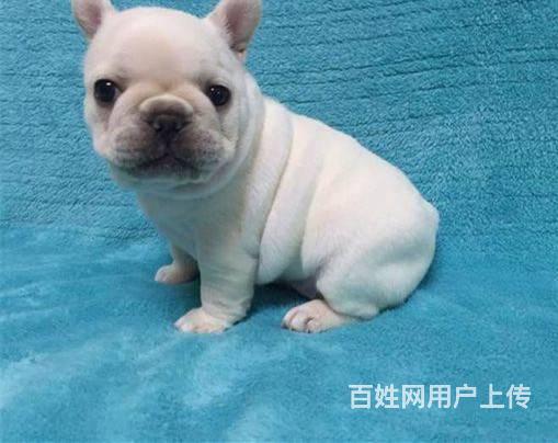 法国斗牛幼犬 带证书出售 保纯种 可看狗狗视频的图片