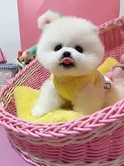 博美犬幼崽出售中、专业繁殖包质量、可送货上门