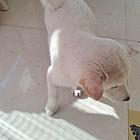 柴犬自己家养小狗下崽出售