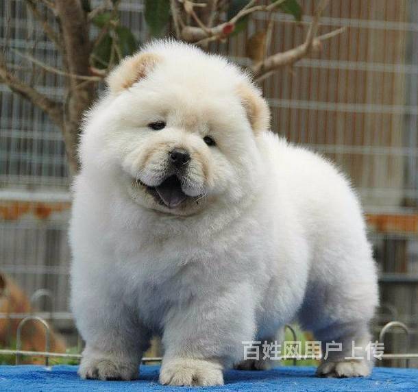 出售极品纯种美系松狮犬幼犬三个月小松狮待售中