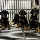 德系杜宾犬