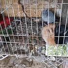 各种颜色的宠物小兔子