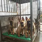 乌鲁木齐买一只马犬大概要多少钱，马犬犬舍地址