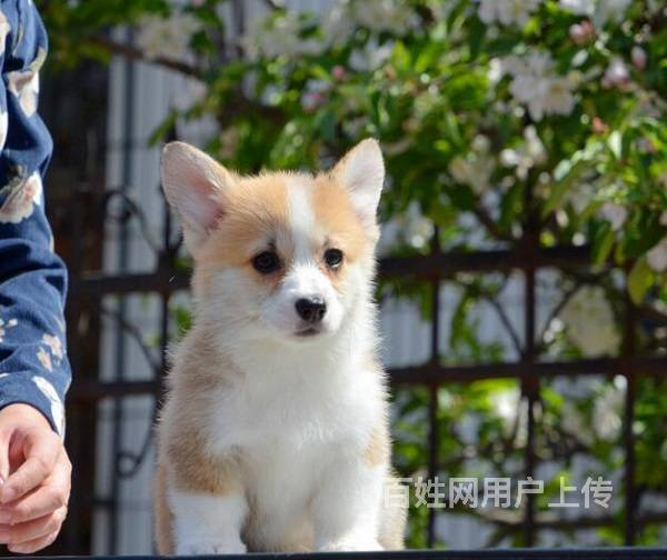北京哪里有卖柯基的 柯基犬去哪里买 柯基犬的价格