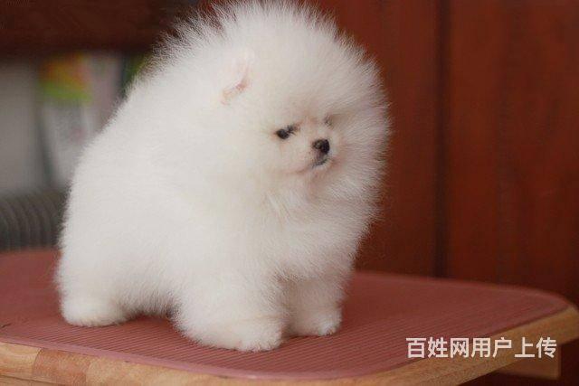 球型博美/CKU血统认证/可爱、机灵博美宝宝出的图片
