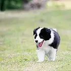 孝感边牧价格边牧多少钱一只