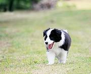 通化哪里可以买到精品边牧犬 边牧连锁店