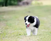 池州卖边牧的犬舍，犬舍边牧一般价位