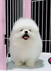 出售哈多利博美犬 宠物狗 包键康 纯种 实体选