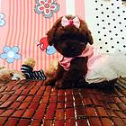 商丘【*推荐】泰迪犬舍‖泰迪养殖场