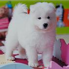 焦作萨摩耶犬舍基地常年出售纯种萨摩耶双血萨摩耶幼犬