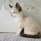 白山附近哪里有布偶猫卖◆猫场常年卖纯种布偶猫