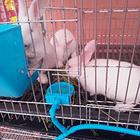 新西兰小白兔
