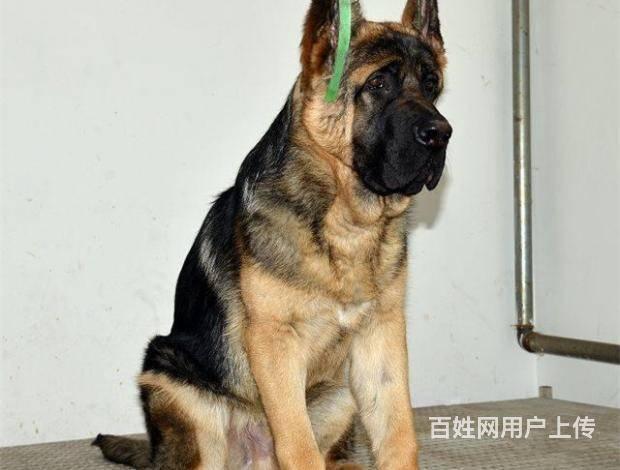 纯种德国牧羊犬体型漂亮骨骼头版大智商高好训练