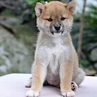 保山CKU认证柴犬犬舍 双血柴犬多少钱