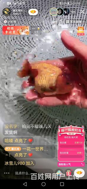 出售精品蓝瘦，泰狮的图片