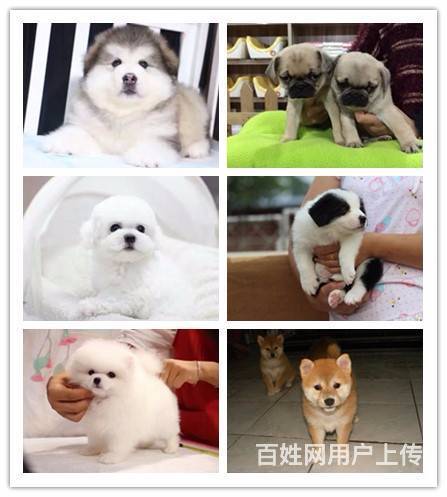 喀什宠物市场地址买狗上哪里选放心的图片
