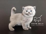孝感靠谱的卖蓝猫的商家 蓝猫一只价位