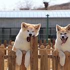 赛级品质秋田犬幼犬出售 品种纯正 公母都有 买狗签