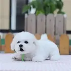 纯种比熊犬幼犬出售，健康保证，品质保证