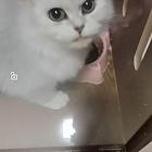 出售爱猫