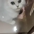 出售爱猫