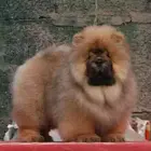 纯种肉嘴松狮幼犬多窝出售公母均有 签保障协议