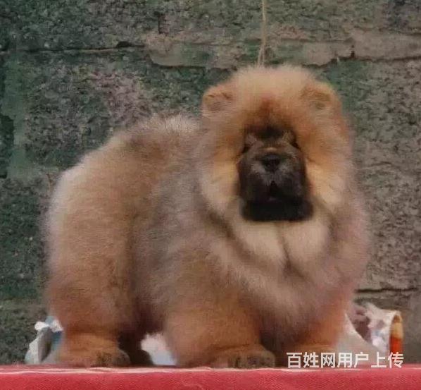 纯种肉嘴松狮幼犬多窝出售公母均有 签保障协议的图片