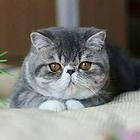 阳江哪里有卖纯种加菲猫的猫场基地，本地加菲猫价格