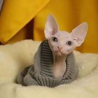 哪里有无毛猫卖的 无毛猫好养吗 斯芬克斯多少钱