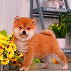 哪里有柴犬 纯种柴犬幼犬一只多少钱 哪里有柴犬
