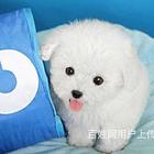 和田博美繁殖场博美犬舍联系方式