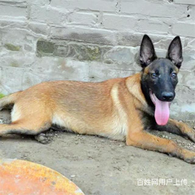 衡水【马犬价格】_马犬大概多少钱一只