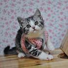 荆州美短猫舍位置 本地美短猫舍地址在哪儿