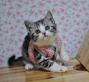 安阳哪里有卖纯种美短的猫场基地，本地美短价格