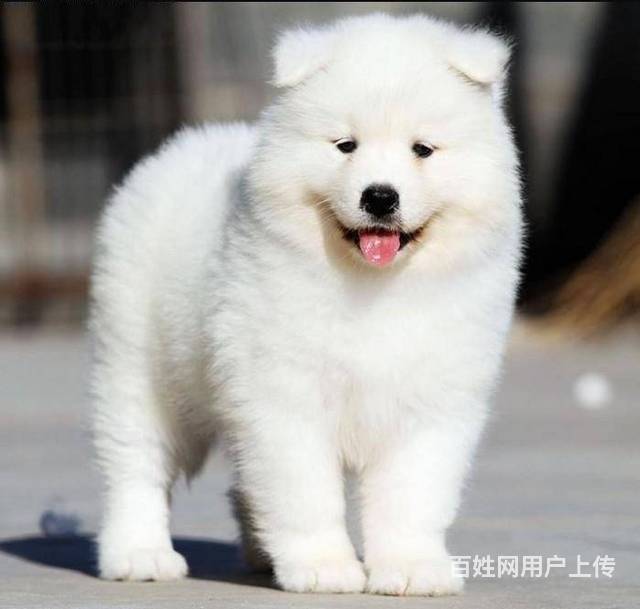 北京哪里卖纯种萨摩耶犬 萨摩耶幼犬多少钱一只