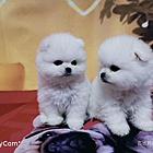 盐城金毛繁殖场金毛犬舍联系方式
