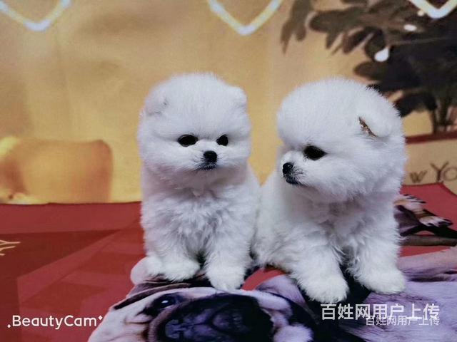甘孜金毛养殖基地金毛什么价位的图片